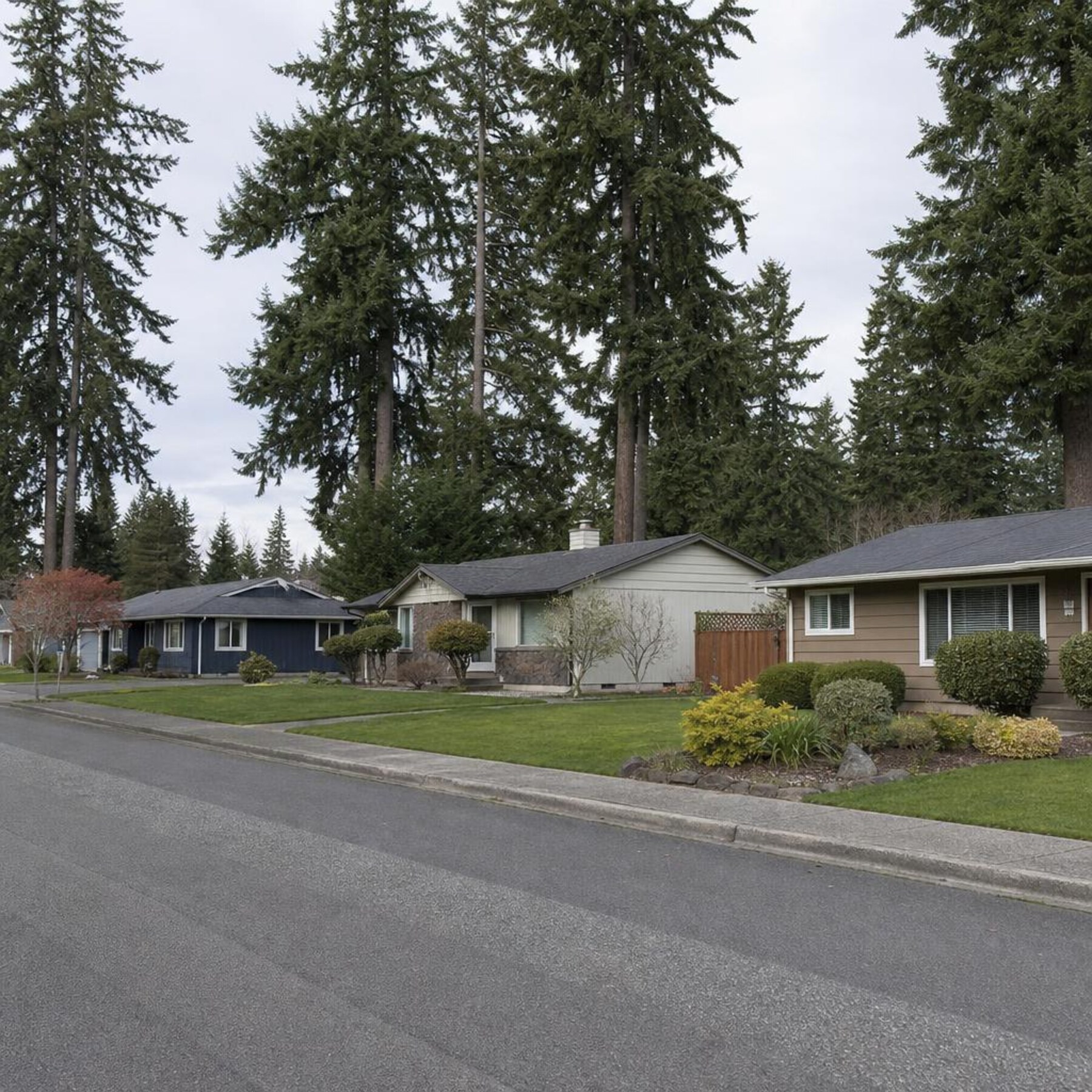 Lynnwood Washington suburban street with 1960s ramblers and Pacific Northwest evergreen trees